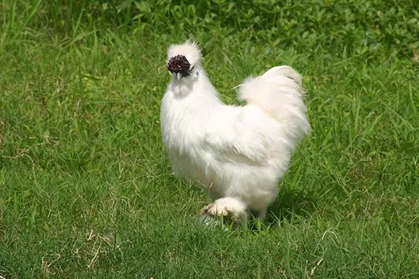 乌鸡的养殖，注意事项