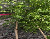 番茄 西红柿 叶片皱缩是怎么回事？