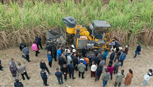 甘蔗收获时刻！甘蔗收获机大显身手