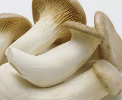 培育鸡腿菇防鸡爪菌