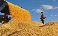 中储粮玉米收储增规模、稳市场