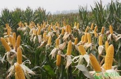 科迪华公布杂交小麦、矮杆玉米和基因编辑 3大创新技术研发动向