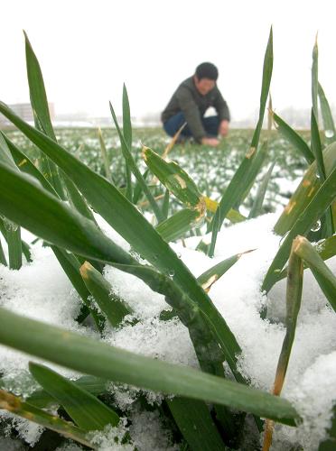 12月气象条件对新疆大部冬麦和林果安全越冬影响不大，对畜牧业生产及设施农业有不利影响。