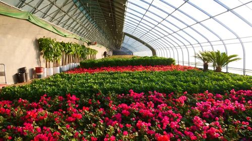 霍尔果斯银装素裹 农业大棚花开红艳艳