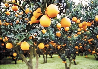 三峡柑橘搭上西部陆海新通道走向海外