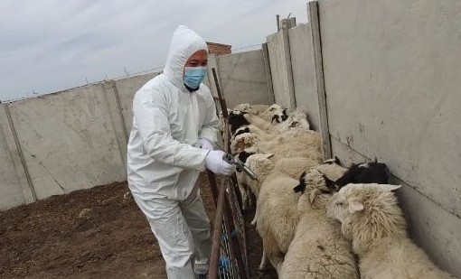 农业农村部部署加强重大动物疫病防控工作