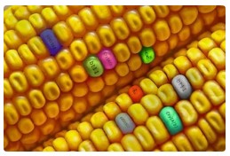 大北农转基因产业已在阿根廷、巴西获得3个大豆性状产品种植许可