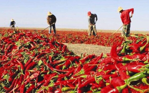 中国辣椒农药登记现状：从登记产品到防治对象的全方位审视