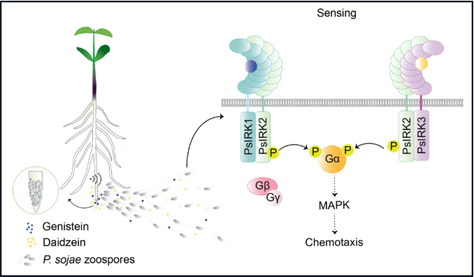南京农大开发大豆疫霉菌″迷向剂″