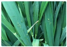 2025年小麦病虫害赤霉病、茎基腐病等防治预估