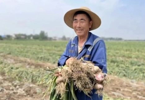 中国大蒜产业生产、消费及进出口现状数据观察