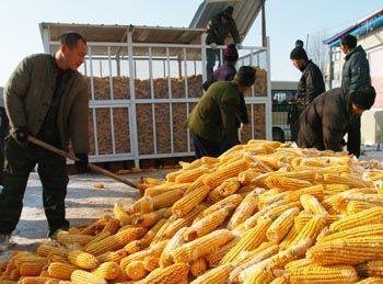 国家粮食和储备局:进一步抓好玉米收购工作