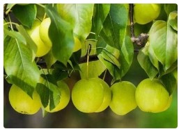 北京昌平阳坊镇深耕三农领域，点亮乡村新图景