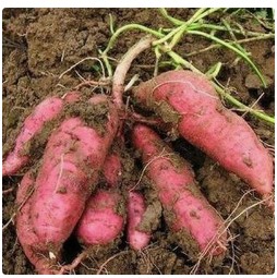 我国甘薯用药登记情况一览