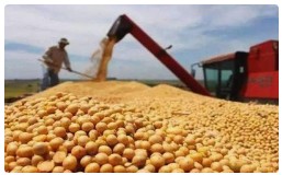 春节后大豆价格行情如何把握？