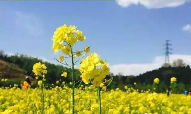 2025年冬油菜春季田间管理技术意见