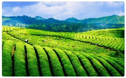 农药对非靶标生物安全性与生态环境的影响