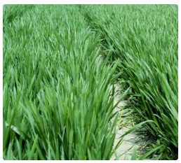 气温逐渐回升，全国冬小麦返青起身需注意倒春寒 ″潜在危机″