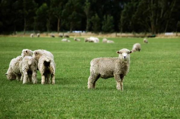 羊吃了打除草剂的草会不会死，通常会死