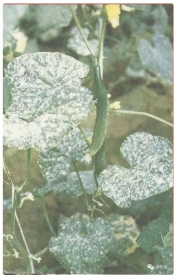 贝莱斯芽孢杆菌有效防治多种植物真菌、细菌、病毒和线虫病害