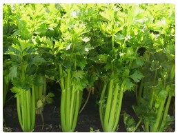 通州果村京郊芹菜第一村 芹菜采收忙