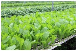 北京市举办生态农场技术推介会