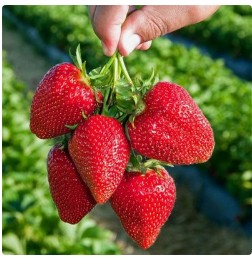 春回大地，万物复苏，正值踏青采摘的黄金时节。