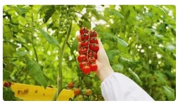 小番茄背后有“大科技”