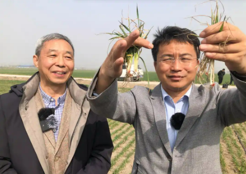 中国农业大学教授历时7年研发出植物免疫启动蛋白-禾敏素