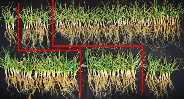 植物免疫启动蛋白禾敏素的研究和应用