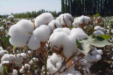 美国农业科技公司在美国推出一款助力棉花增产提质的基因编辑固氮肥料