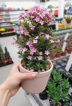 我国用于观赏类花卉的农药产品登记情况