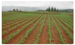 2025年玉米春播生产技术意见