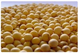 全国农技中心：做好2025年大豆疫霉病监测与防控工作