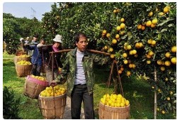 全国农技中心发布柑橘黄龙病防控方案：优先选用阿维•螺虫酯、螺虫•噻虫嗪等药剂