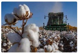 新疆棉花和纺织服装产业高质量发展