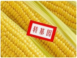 97个转基因玉米+2个转基因大豆品种国审初审公示