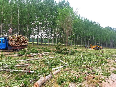 林下生金、生态生金 于家务：退林还耕激活“绿色银行”