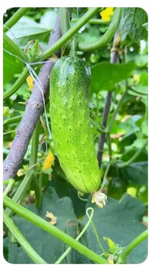 近5年黄瓜农药产品低毒占据绝大多数为 360 个 中等毒产品 13 个