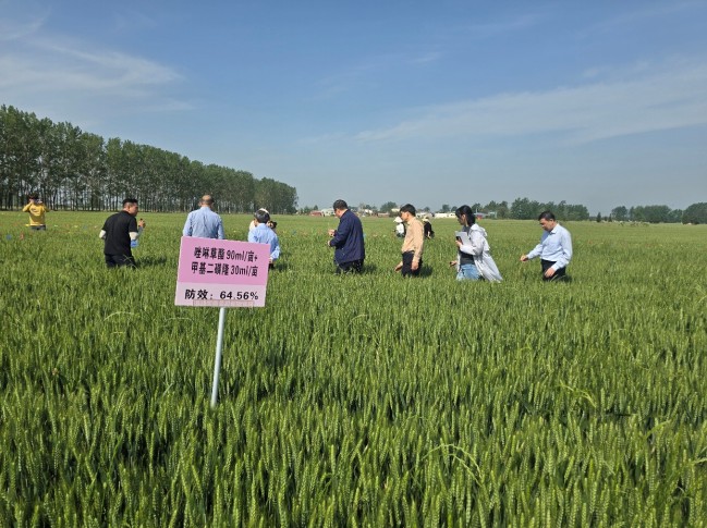 麦田恶性杂草爆发成灾机制及绿色防控关键技术