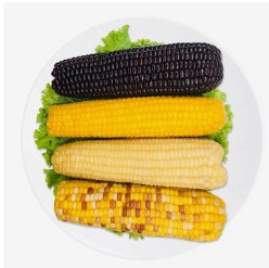 破解转基因玉米推广难题：技术、经济与政策视角