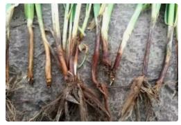 小麦茎基腐病发生脉络已基本掌握，综合防控″利剑″防病效果达到90%以上