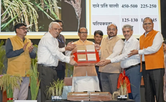 印度批准2个自主研发的基因编辑水稻品种大规模种植试验