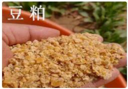 CFT：豆粕偏弱调整 棉粕稳定为主