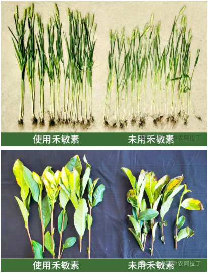 全球首创禾敏素上市！免疫启动蛋白激发植物内生动力