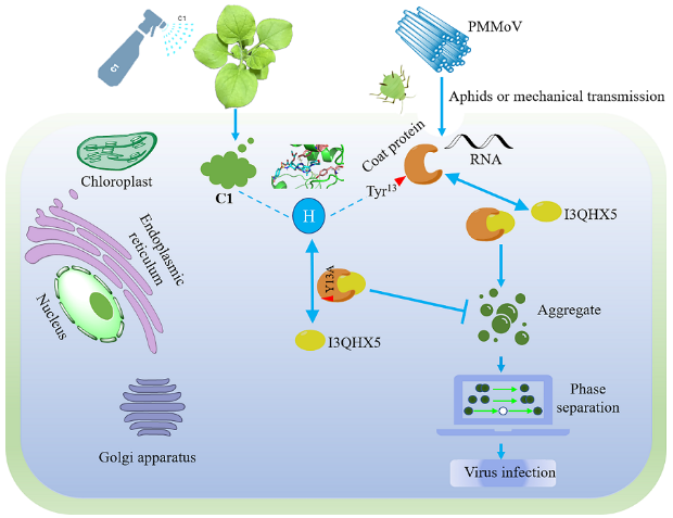 辣椒病毒防治：贵州大学院士团队研发出新型抗病毒剂