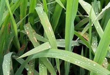 水稻病虫害防治药剂可选用阿维菌素、甲氧虫酰肼、溴氰虫酰胺、茚虫威、乙基多杀菌素、氯虫苯甲酰胺单剂或复配制剂