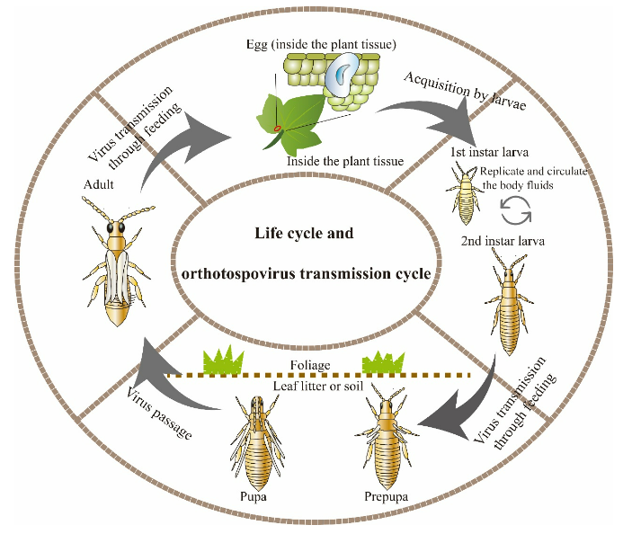 蓟马：微小之虫，何以成为全球农业的重大威胁？