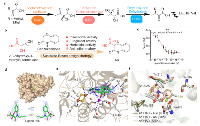 南京农大成功设计并合成α-羟基羧酸结构新型除草剂先导化合物