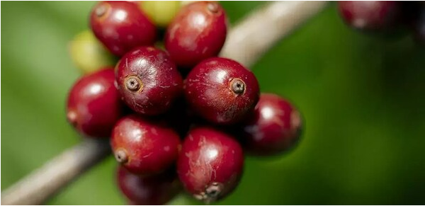 雀巢咖啡加速再生农业布局